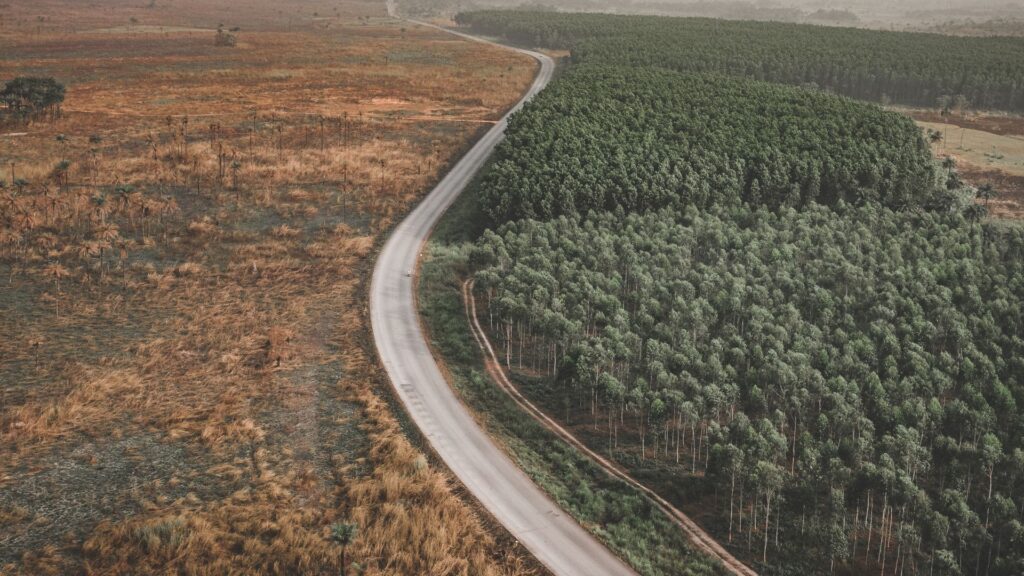 Estrada entre área de floresta e terra queimada, representando o impacto ambiental das queimadas no Brasil.