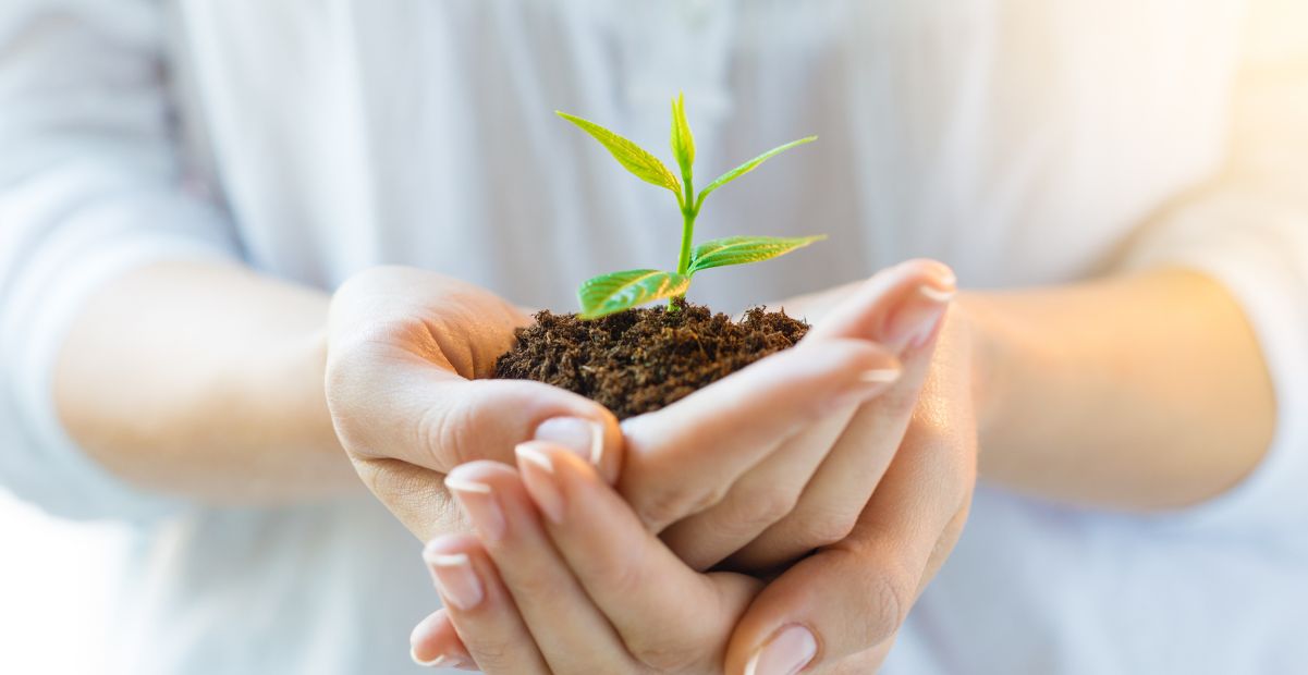 "Mãos segurando muda de planta simbolizando o poder das crenças e sementes plantadas no empreendedorismo feminino."