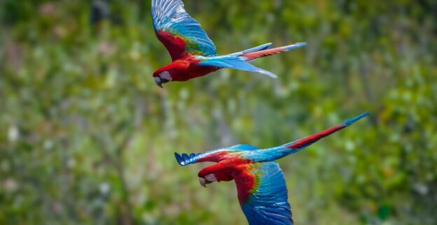 Araras vermelhas voando na floresta amazônica em alusão à COP30